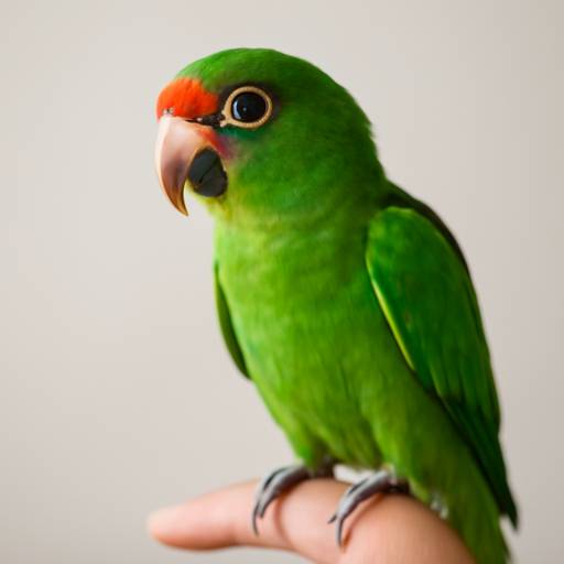 Hand Raised Parrots for Sale: What to Know Before You Bring One Home